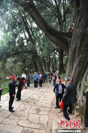 海外华文媒体代表在广元市剑阁县翠云廊采风,感受古蜀道悠久历史。 张浪 摄 海外华文媒体代表在广元市剑阁县翠云廊采风,感受古蜀道悠久历史。 张浪 摄