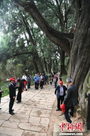 海外华文媒体代表在广元市剑阁县翠云廊采风，感受古蜀道悠久历史。　张浪 摄