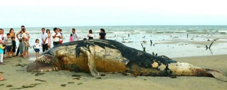图为搁浅的座头鲸尸体。