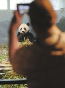 一名游客拍摄大熊猫。