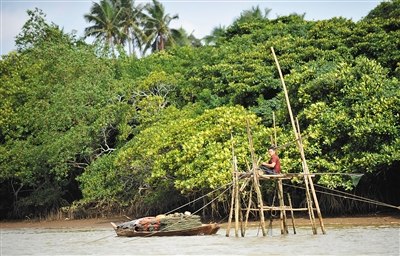 文昌市后港湾红树林，渔民在捕鱼收网。 海南日报记者 宋国强 摄
