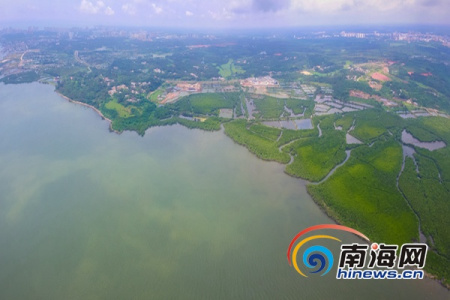 俯瞰文昌八门湾红树林海上森林公园初露新颜。 俯瞰文昌八门湾红树林海上森林公园初露新颜。