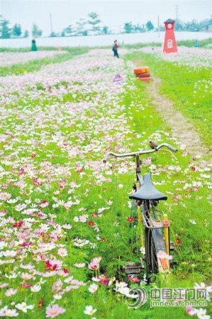 五彩缤纷的格桑花、大红色的风车……从本周起，新会睦洲镇石板沙开启“花田喜事”。