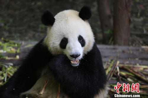 大熊猫“和兴”。　钟欣 摄