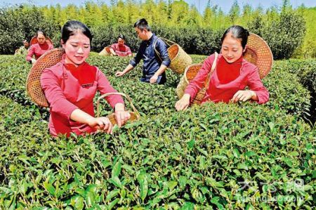 泉州古城茶农采茶/图片来源网络