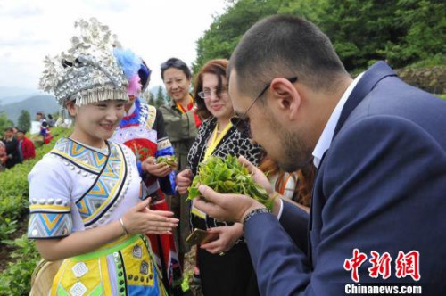 五峰优质茶叶引来海外客商关注。 钟欣 摄 五峰优质茶叶引来海外客商关注。 钟欣 摄