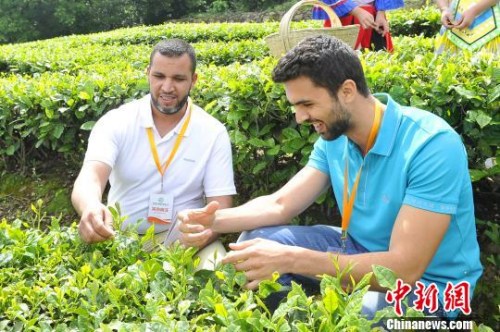 海外客商体验茶叶采摘乐趣。 钟欣 摄 海外客商体验茶叶采摘乐趣。 钟欣 摄