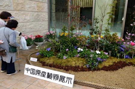 设置在门外的中国原产植物展览 设置在门外的中国原产植物展览