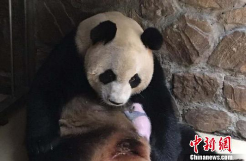 大熊猫“芝芝”和新生宝宝在一起。　钟欣 摄