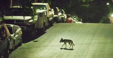 土狼出现在街区的照片。（美国《侨报》）