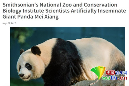 华盛顿国家动物园发布消息称对大熊猫美香进行人工授精。