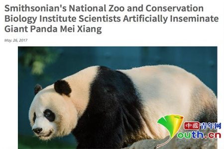 华盛顿国家动物园发布消息称对大熊猫美香进行人工授精。 华盛顿国家动物园发布消息称对大熊猫美香进行人工授精。