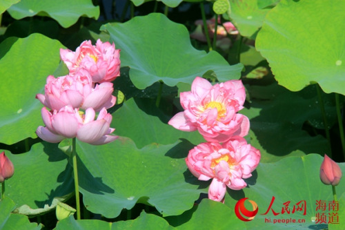 白土村荷花盛开。 白土村荷花盛开。