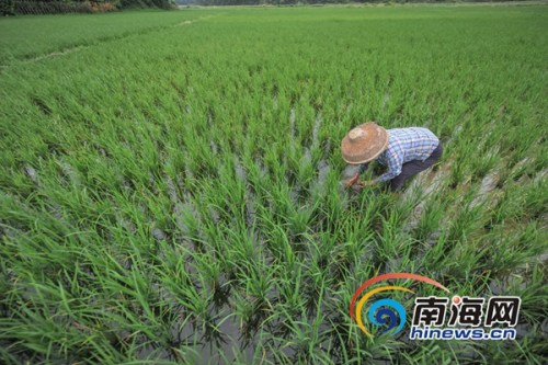 6月21日，万宁市龙滚镇村民在田间进行晚稻插秧，据了解，当日是农历二十四节气中的立夏，正是晚稻插秧苗的好时节，海报全媒体中心记者 袁琛摄