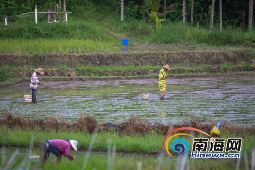 6月21日，万宁市龙滚镇村民在田间进行晚稻插秧，据了解，当日是农历二十四节气中的立夏，正是晚稻插秧苗的好时节，海报全媒体中心记者 袁琛摄