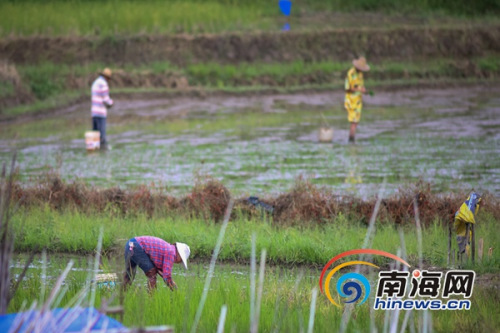 6月21日，万宁市龙滚镇村民在田间进行晚稻插秧，据了解，当日是农历二十四节气中的立夏，正是晚稻插秧苗的好时节，海报全媒体中心记者 袁琛摄