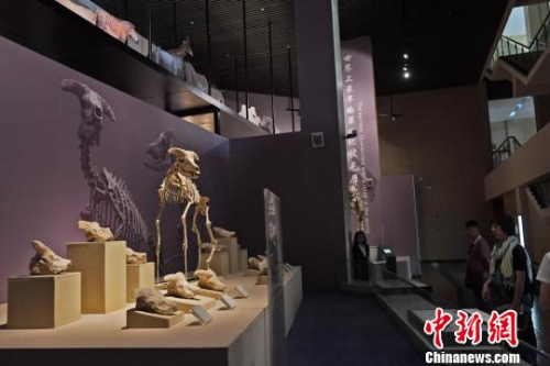 图为世界上独一无二的和政羊化石。　杨艳敏 摄