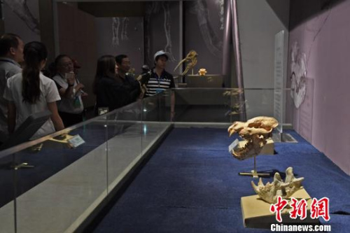 图为世界上最大的鬣狗“巨鬣狗”化石。　杨艳敏 摄