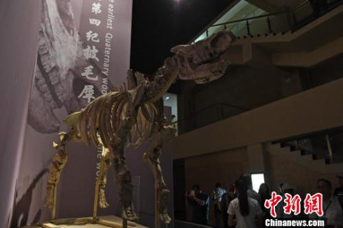 图为世界上最早的披毛犀头骨化石。　杨艳敏 摄