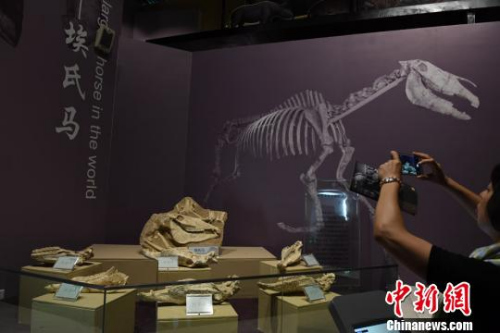 图为世界上最大的真马“埃氏马”化石。　杨艳敏 摄