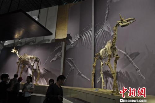 世界上最大的三趾马化石产地。　杨艳敏 摄