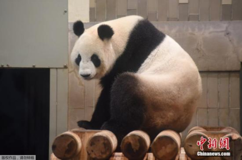 当地时间2017年6月12日，东京上野动物园的雌性大熊猫“真真”产下一只幼崽。上野动物园大熊猫产子是5年来第一次，上次得追溯到2012年。(资料图)