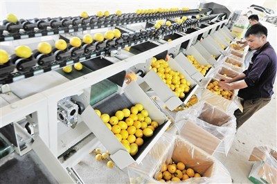 7月12日，位于万宁市三更罗镇的新中吉爷柠檬专业合作社柠檬加工厂，工人忙着清洗、搬运柠檬。目前，该厂引进以色列的保鲜设备已经安装投入使用。本报记者 袁琛 摄