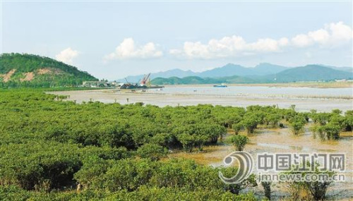 红树林根系发达,可护堤固滩。 徐卫良 摄 红树林根系发达,可护堤固滩。 徐卫良 摄