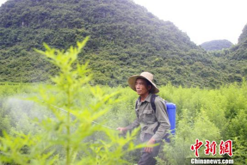 农民在青蒿地里杀虫。 朱柳融 摄 农民在青蒿地里杀虫。 朱柳融 摄
