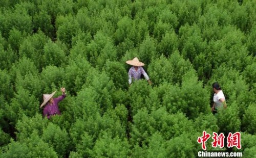 农民在青蒿地里除草。 谭凯兴 摄 农民在青蒿地里除草。 谭凯兴 摄