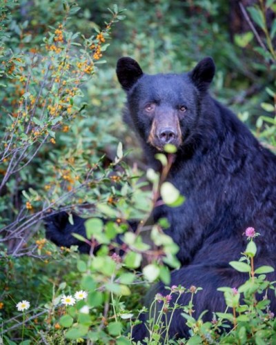 班芙国家公园一只黑熊在半山腰吃野莓。（Gregg Jaden提供）