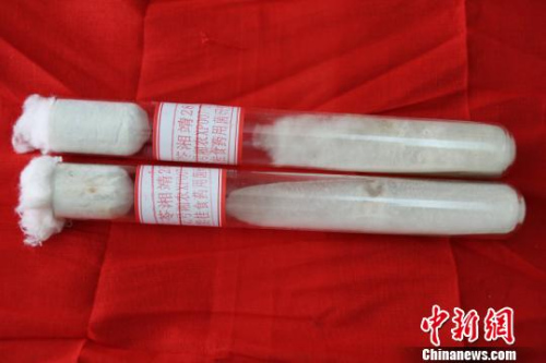 走出国门的茯苓纯菌丝种“湘靖28号”。　何嫘 摄