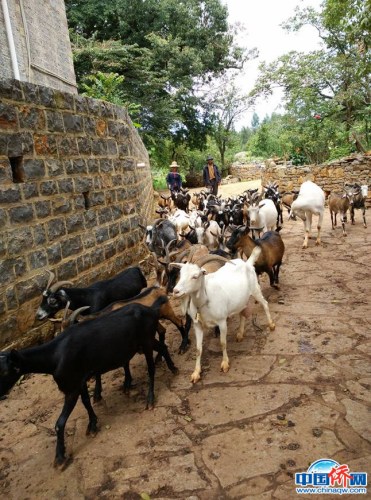 在参观彝族村时，小记者团看到了牧羊人带着一群山羊缓缓走过。羊有点脏、有点臭，但正体现着小村庄的独特之处。