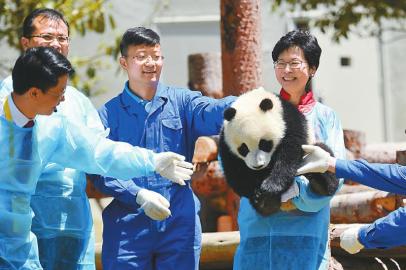 林郑月娥抱起“冰冰”。 中国大熊猫保护研究中心供图