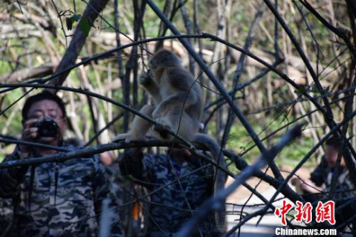 海外华文媒体代表与金丝猴亲密互动　马芙蓉　摄