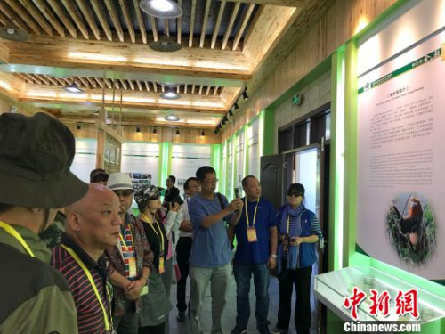 海外华文媒体代表参观大熊猫馆　马芙蓉　摄