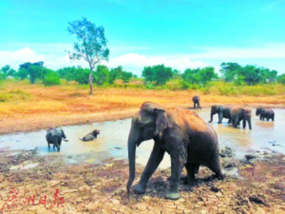 乌达瓦拉维处处可见悠闲自得的大象。