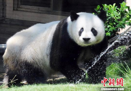 2011年8月19日，北京亚运会吉祥物“盼盼”的原型――大熊猫明星“巴斯”在海峡(福州)熊猫世界冲凉躲避高温。 刘可耕 摄