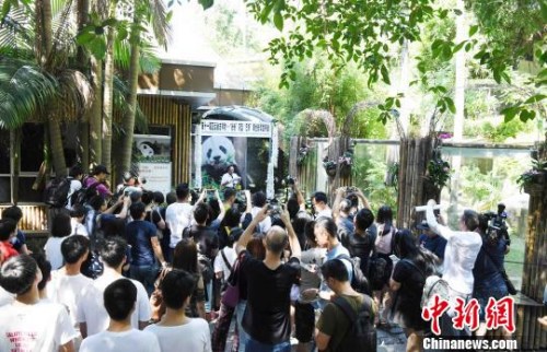 9月14日，海峡(福州)大熊猫研究交流中心对外公布大熊猫明星——“巴斯”，因病于9月13日上午8时50分在福州辞逝，走完传奇一生，享年37岁。 刘可耕 摄