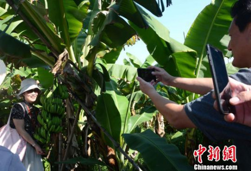 图为海外华文媒体代表在林语堂文化园“抱着”香蕉合影。　张金川 摄