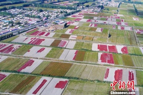 9月20日,航拍新疆博湖县乌兰再格森乡金秋辣椒田,一片丰收美景,如诗如画。 年磊 摄 9月20日,航拍新疆博湖县乌兰再格森乡金秋辣椒田,一片丰收美景,如诗如画。 年磊 摄