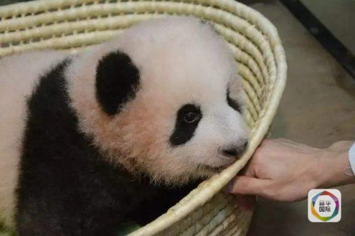 图为上野动物园提供的“香香”照片。 图为上野动物园提供的“香香”照片。