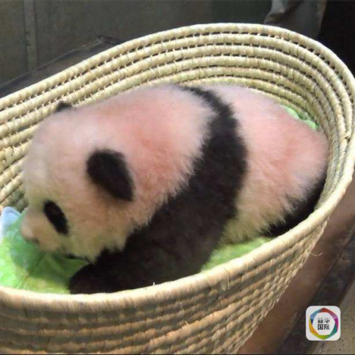 “香香”。(视频截图) “香香”。(视频截图)