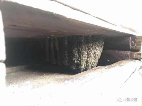 蜜蜂为他酿蜜多年 蜜蜂为他酿蜜多年