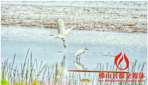 10月进入观赏鹭鸟的好时期。/佛山日报摄影俱乐部梁平摄