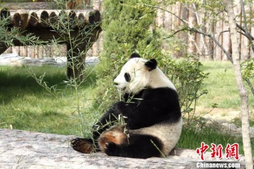 两只萌宝在各自的专属“别墅”里向游客们展示着各自风采。图为萌宝“娅双”。 沙见龙 摄 两只萌宝在各自的专属“别墅”里向游客们展示着各自风采。图为萌宝“娅双”。 沙见龙 摄