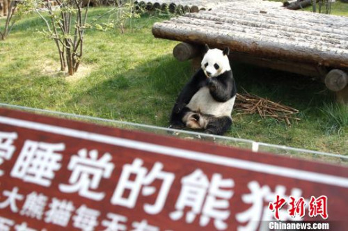 两只萌宝在各自的专属“别墅”里向游客们展示着各自风采。图为萌宝“二喜”。　沙见龙 摄