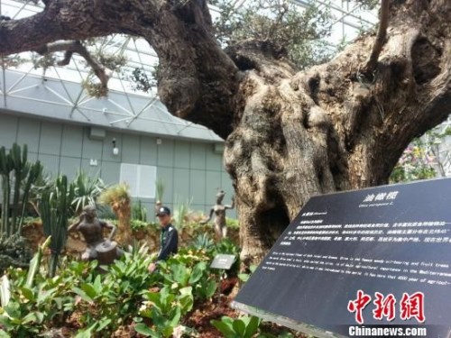 资料图:意大利800年油橄榄树 卢辉 摄 资料图:意大利800年油橄榄树 卢辉 摄