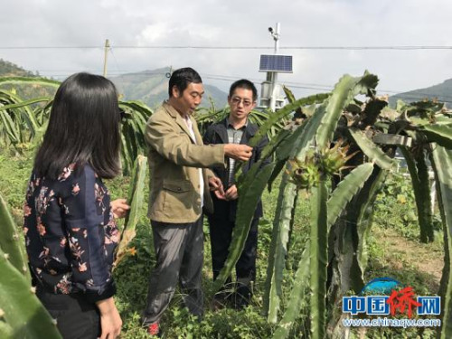 服务团了解当地火龙果种植情况。　冉文娟　摄