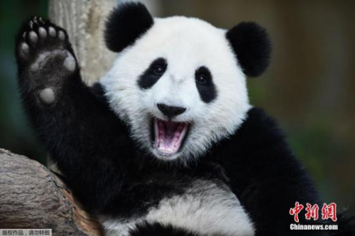资料图：生活在马来西亚吉隆坡国家动物园的熊猫宝宝“暖暖”庆祝生日，小家伙挥手卖萌狂圈粉。